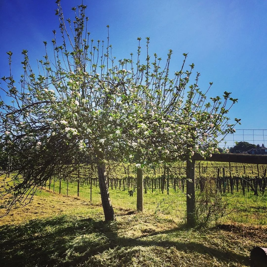 California_Russian River Valley_Kanzler_April 2018.jpg