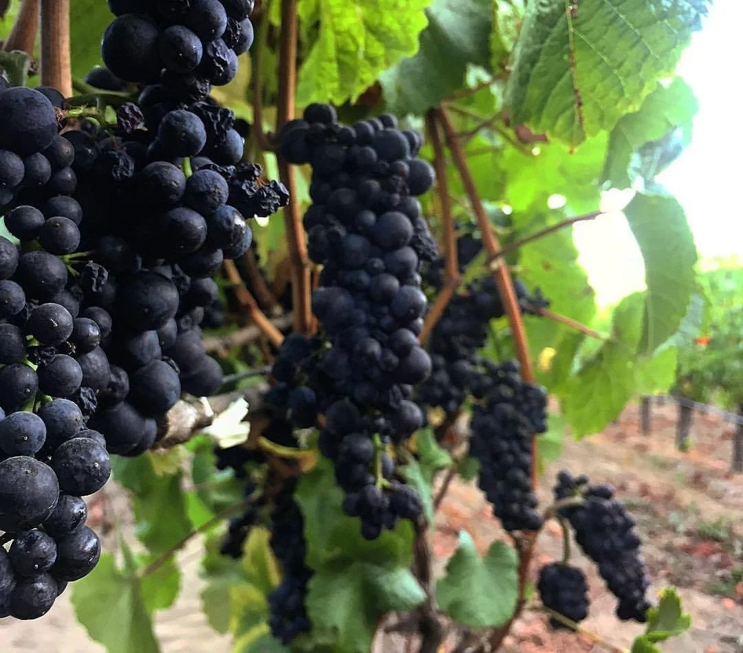 California_Russian River Valley_Kanzler_Pinot Noir Sep 25.jpg