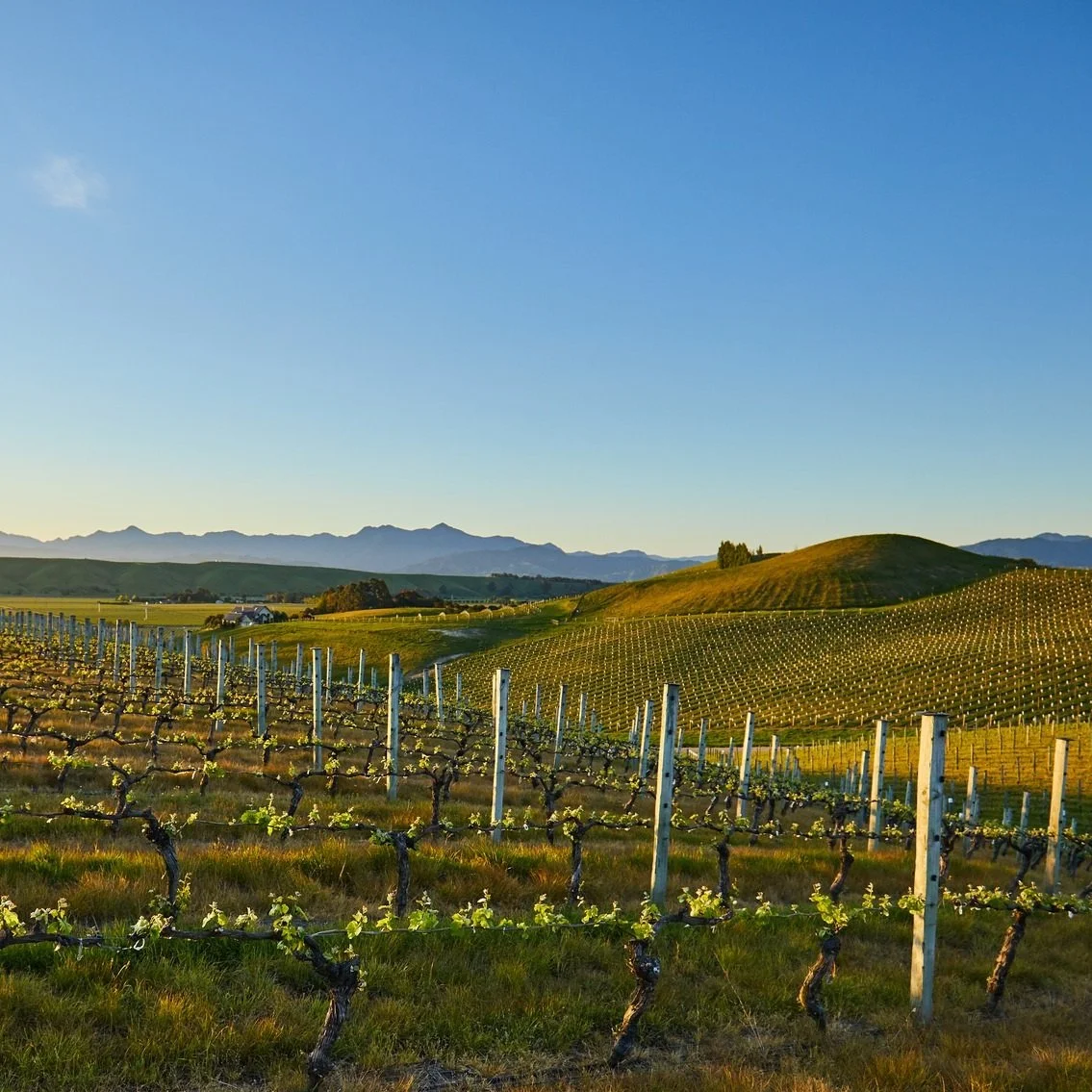 New Zealand_Marlborough_Nautilus_spring vineyards.jpg