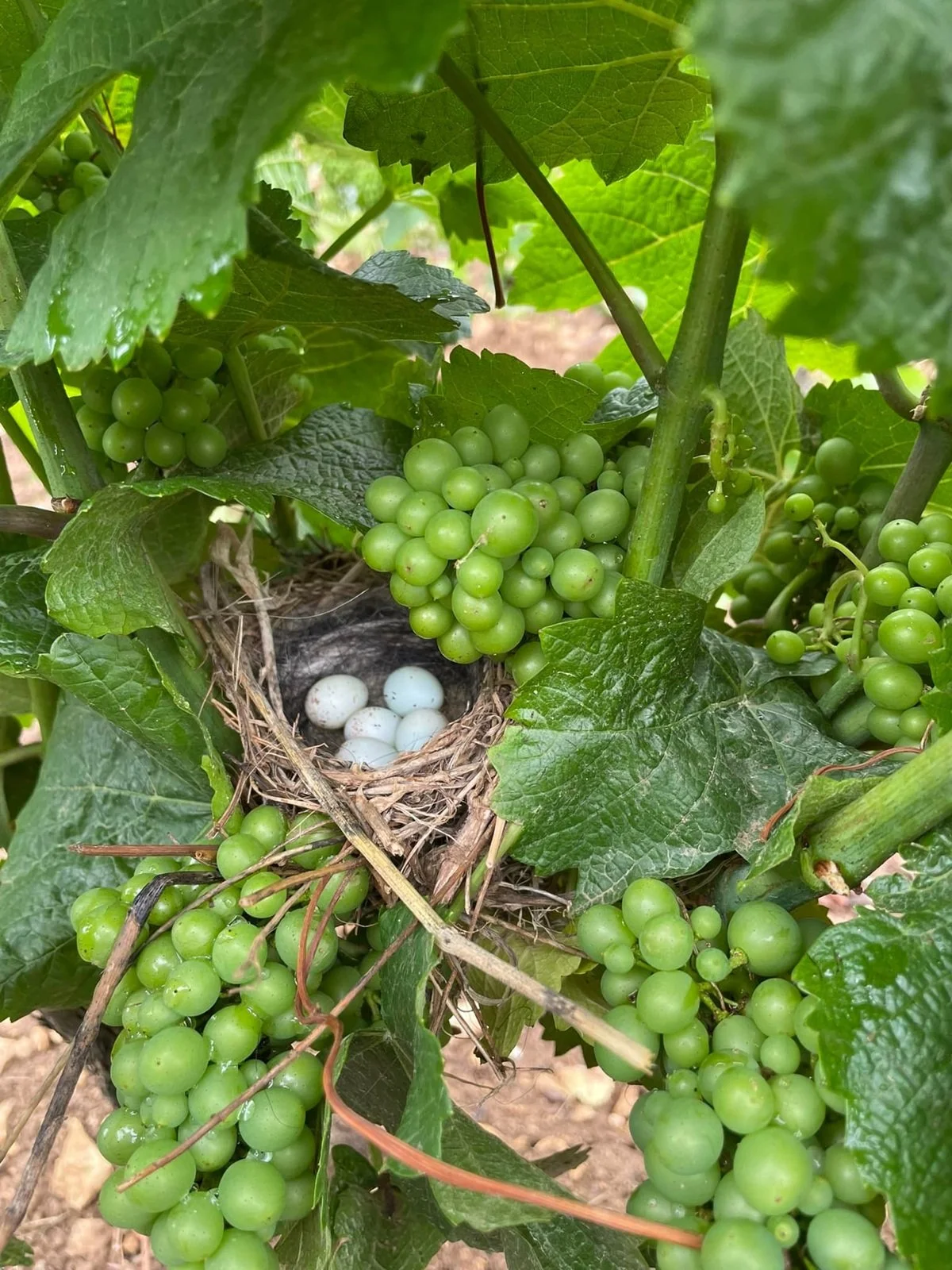Burgundy_Cote Challonaise_Michel Goubard_June 30 vineyard_early summer.jpg