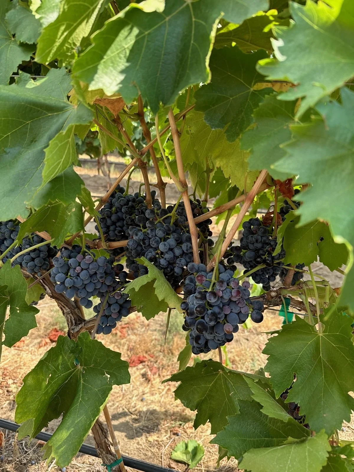 Washington_Columbia Valley_Rattlesnake Hills_Bartholomew_Bart's Negroamaro_v2_1200.jpg