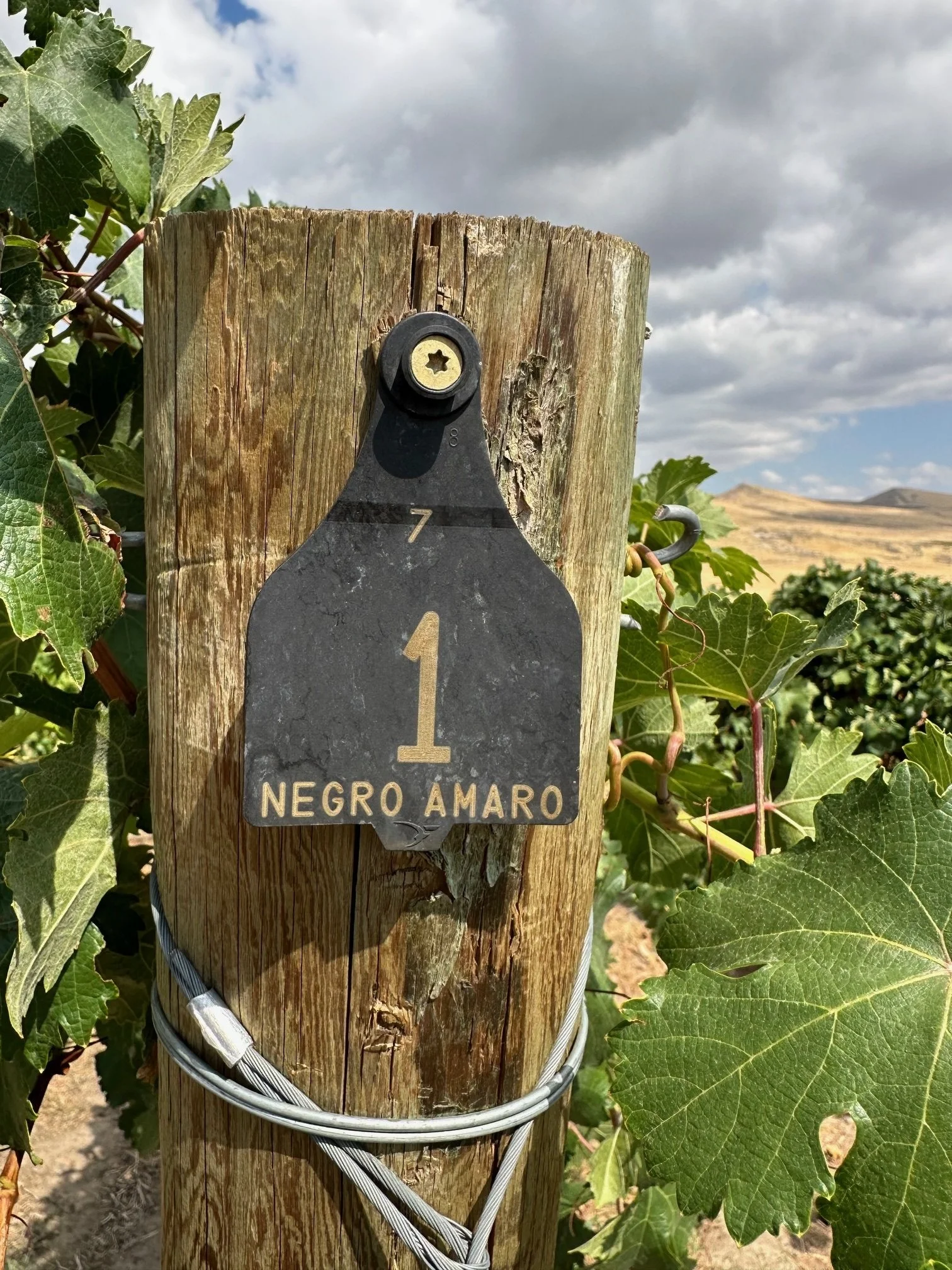 Washington_Columbia Valley_Rattlesnake Hills_Bartholomew_Bart's Negroamaro_v5.jpg