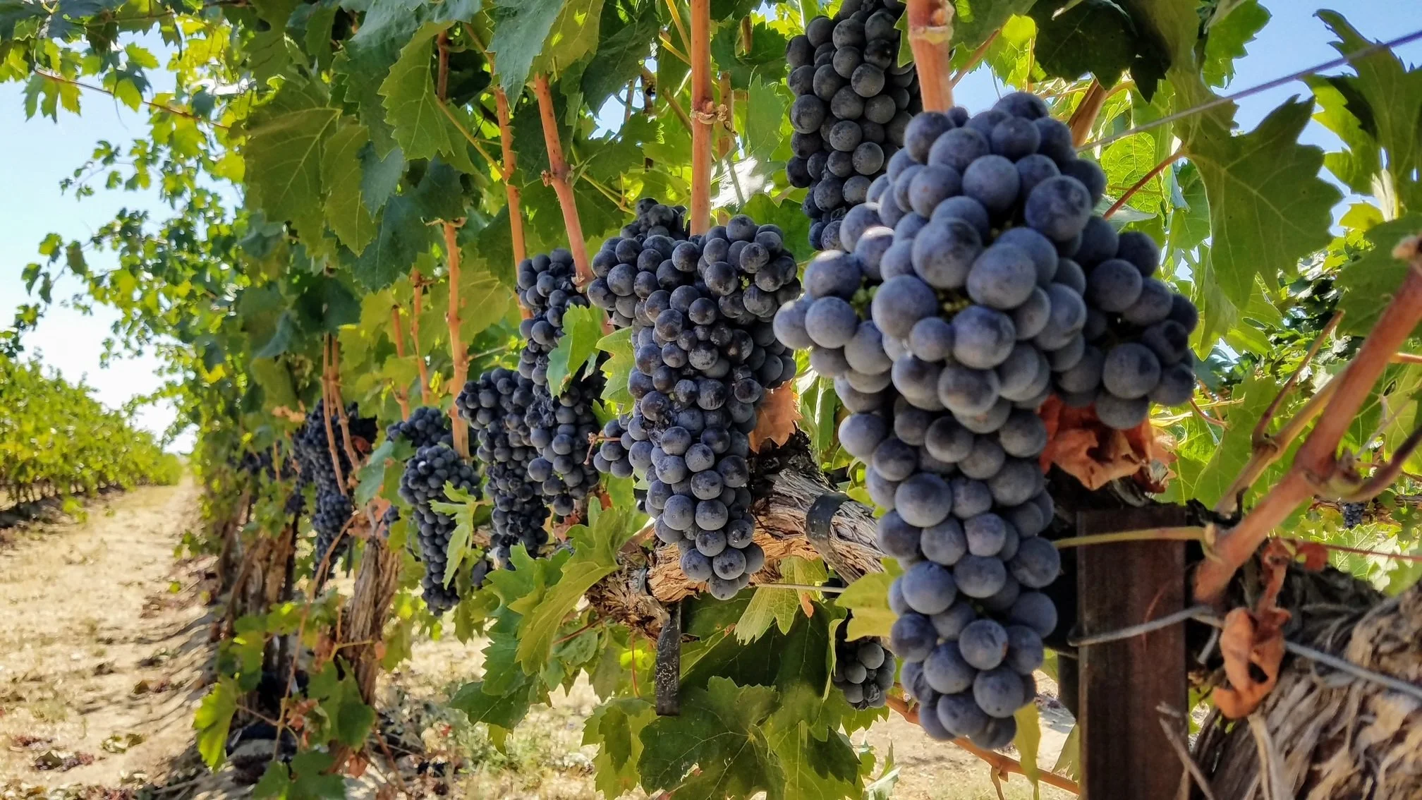 Italian Varietals from WA State