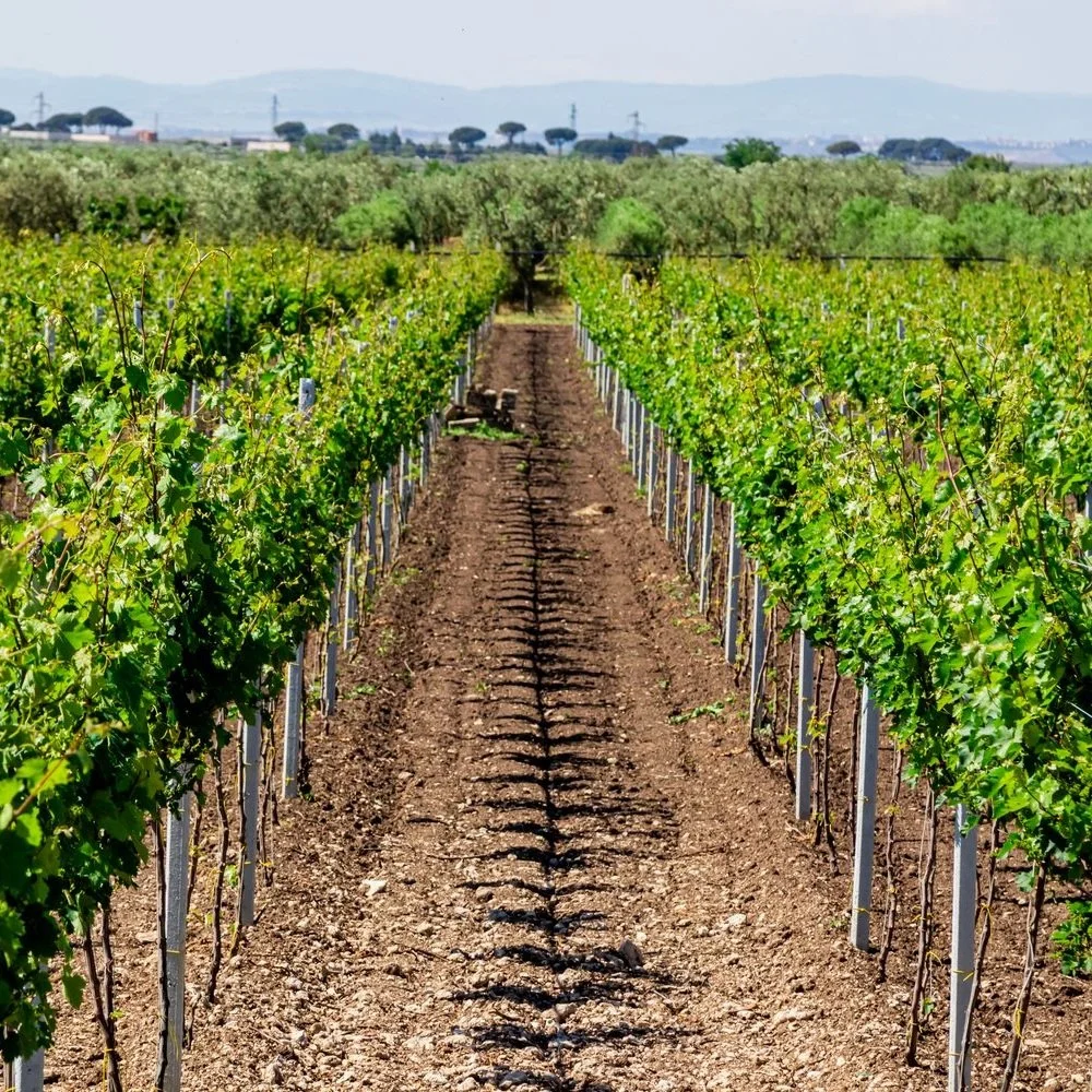 Italy_Puglia_L'Antica Cantine San Severo_vineyards_v2_square.jpg