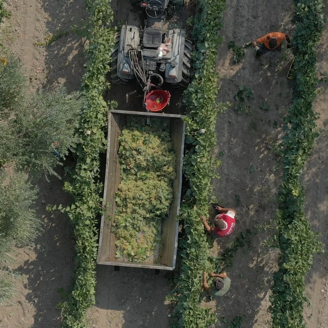 Italy_Puglia_L'Antica Cantine San Severo_white grape harvest_square.jpg