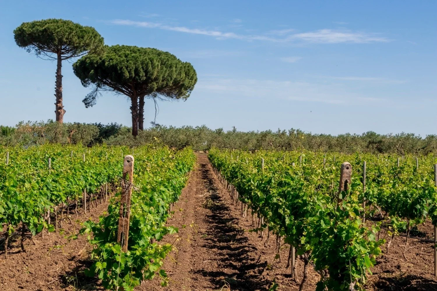 Puglia, Redux!