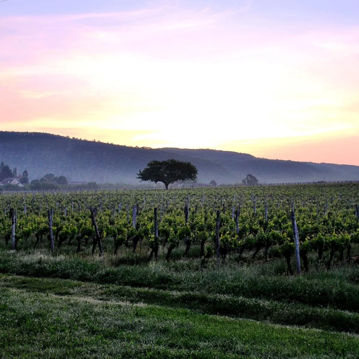 Where are the Value Wines?