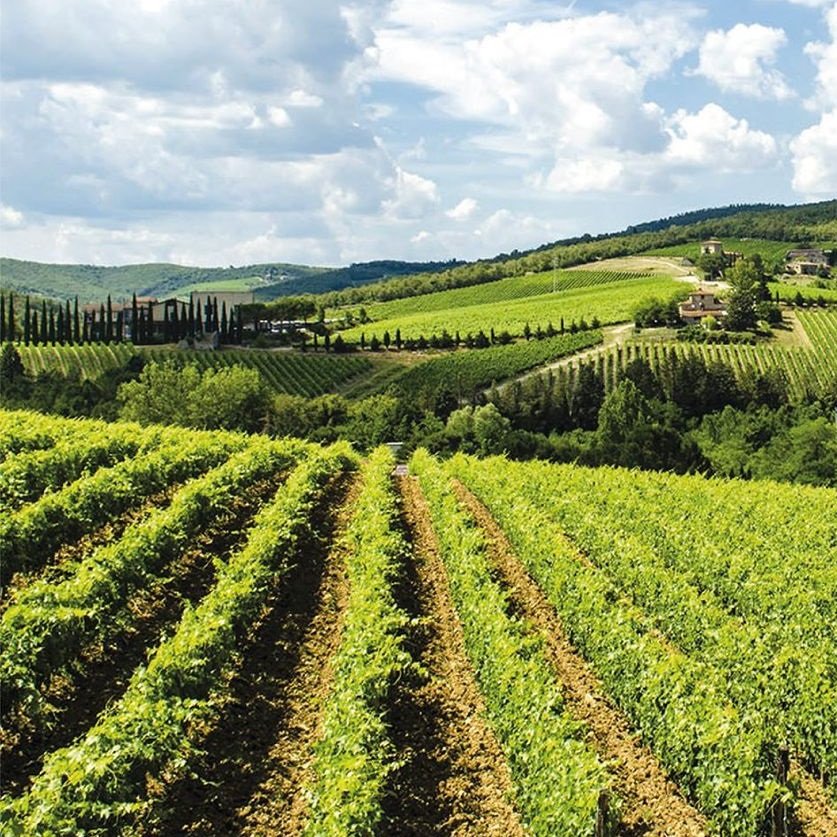 Italy_Fratelli Cozza_vineyards_square_v2.jpg