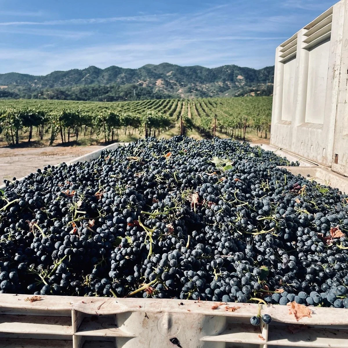 Ancient Peaks_Paso Robles.jpg
