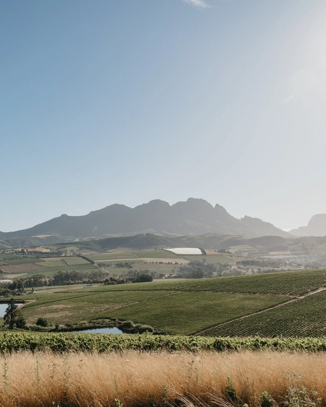 South Africa_Stellenbosch_Simonsig.jpg