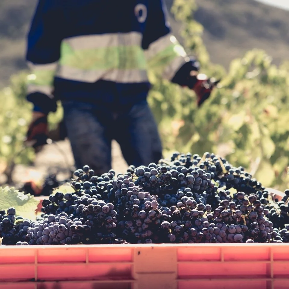 Spain_Jumilla_Bodegas Luzon_vineyards_Monastrell_square.jpg