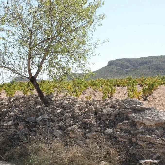 Spain_Yecla_Gordo_vineyards_square.jpg