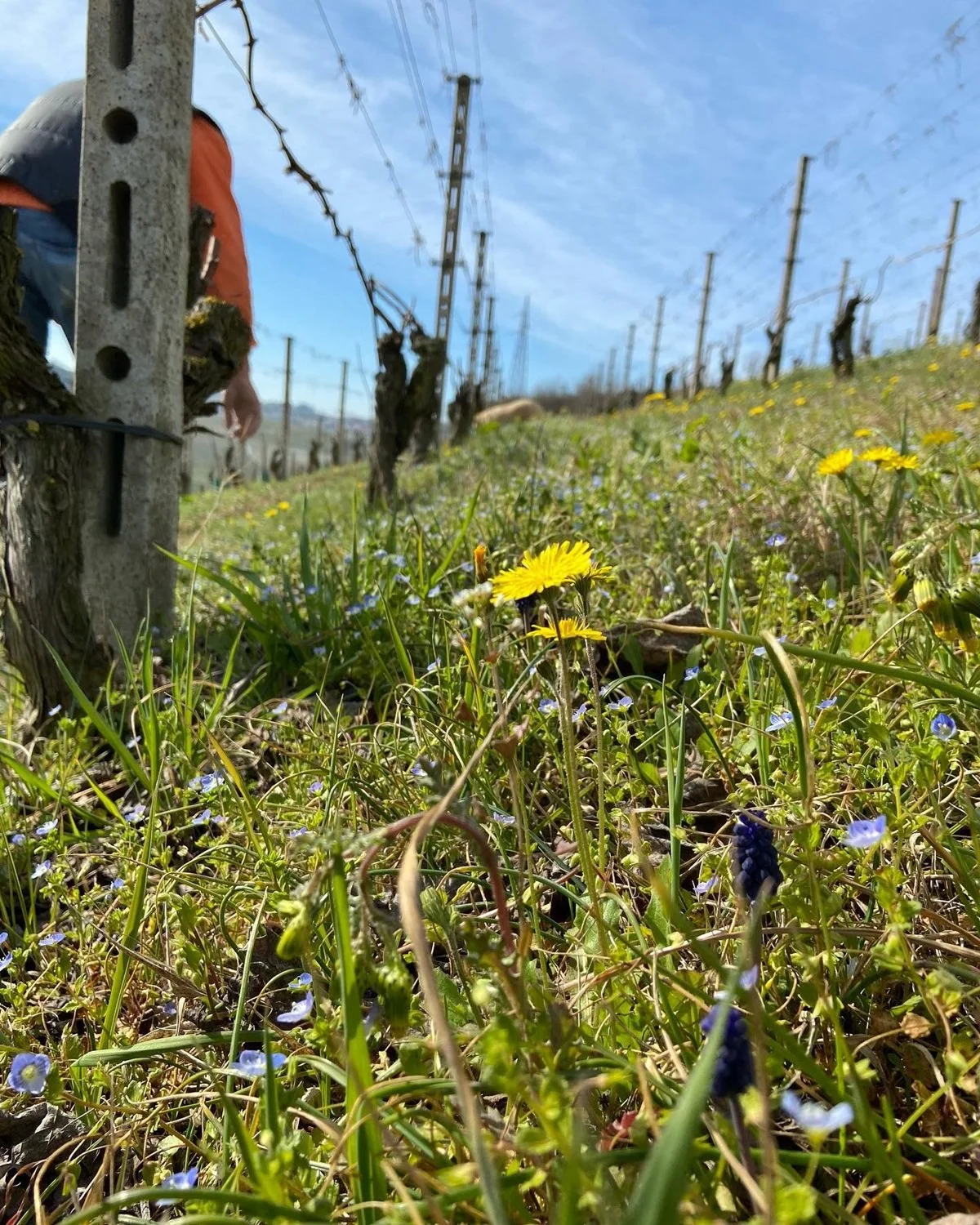 Label_IT_Cascina del Pozzo_Piedmont_Mar 22 vineyards.jpg