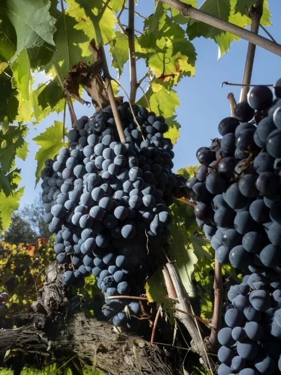Italy_Sicily_Etna_Tascante_Etna_Nerello Mascalese.jpg