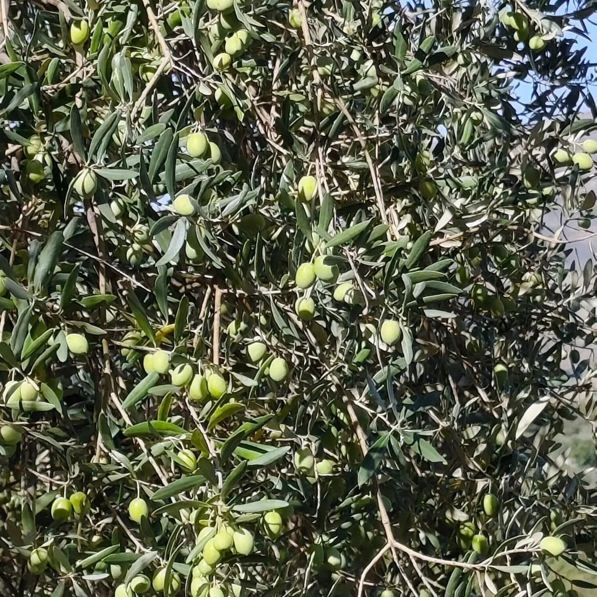 Italy_Sicily_Etna_Tascante_olives.jpg