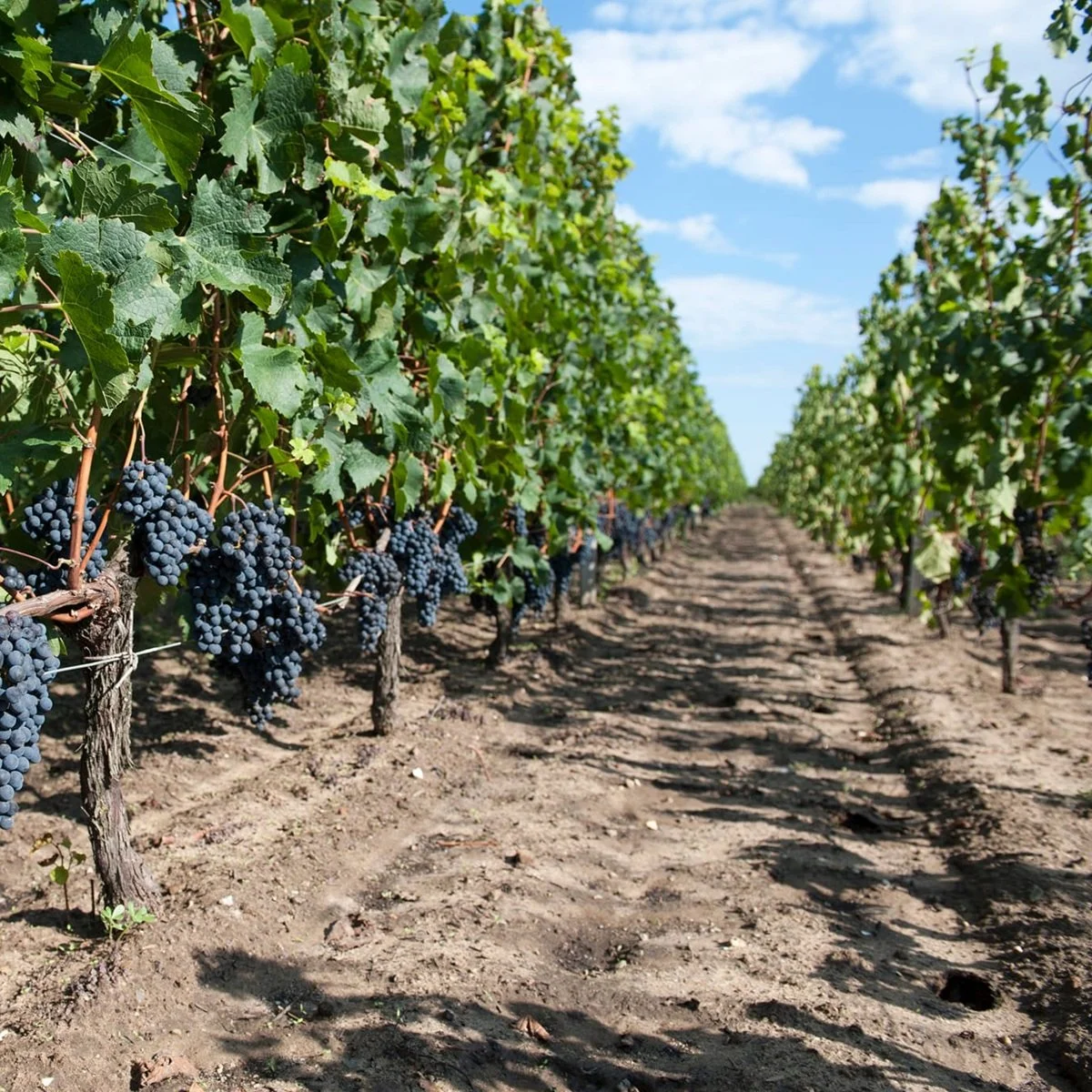 France_Bordeaux_Couvent des Jacobins_Saint Emilion Grand Cru Classe_vineyards.jpg
