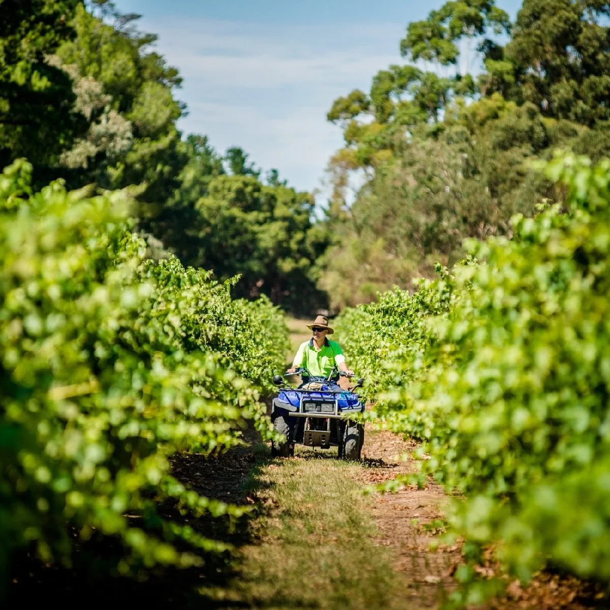 Australia_Barossa Valley_Yalumba_vineyards_square.jpg