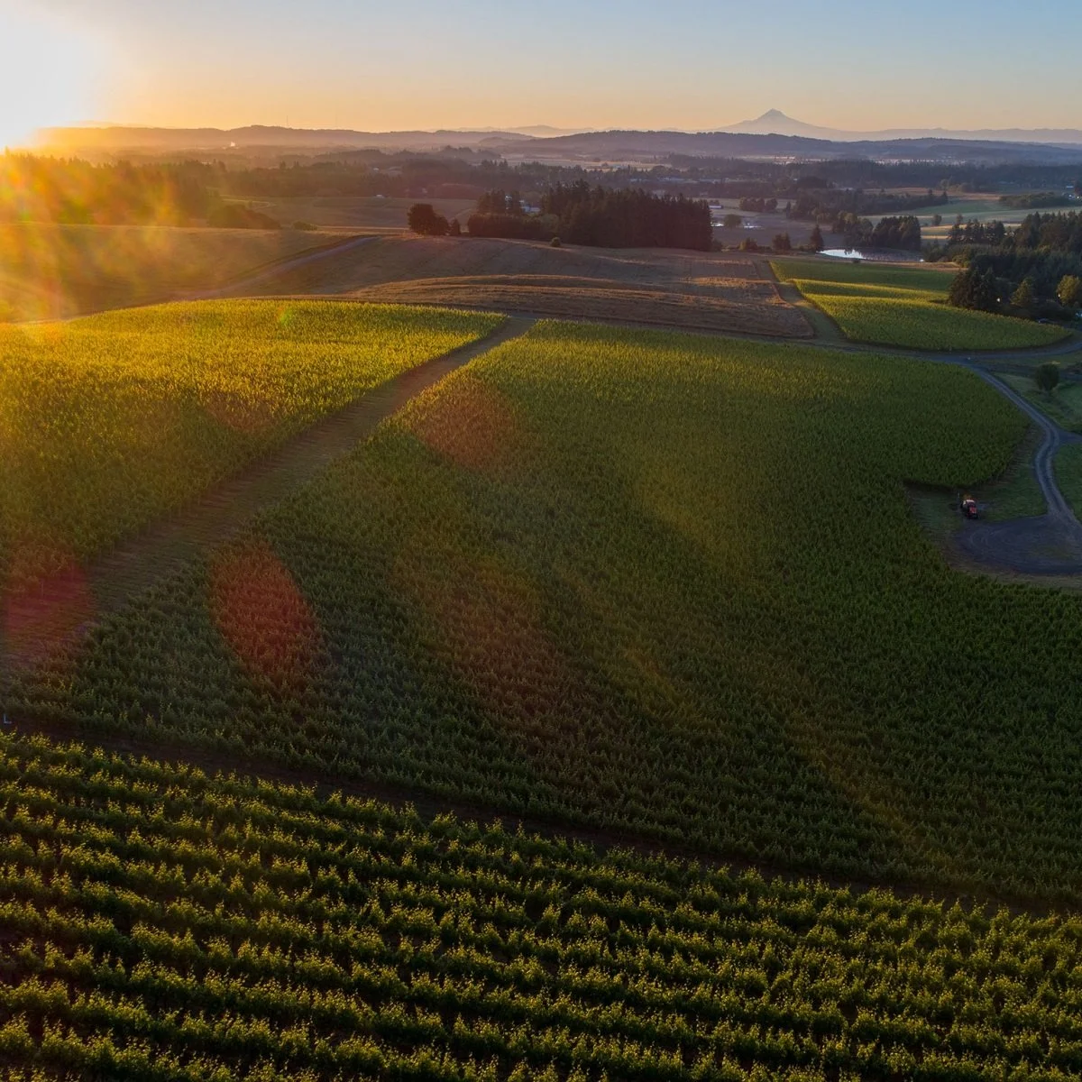 Willamette Valley_Elk Cove_March 2023_spring_square.jpg