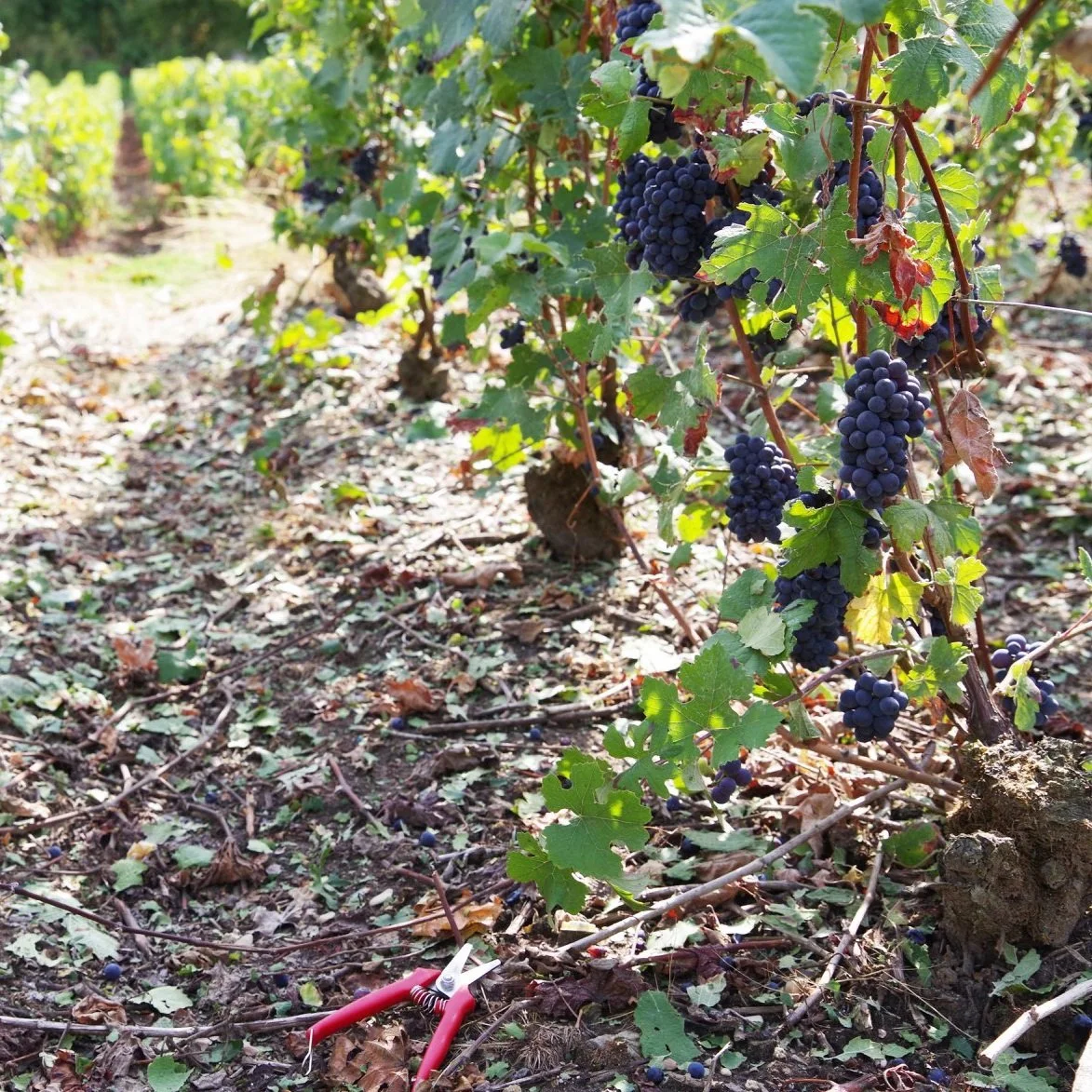 France_Champagne_Cazanove_vineyards.jpg