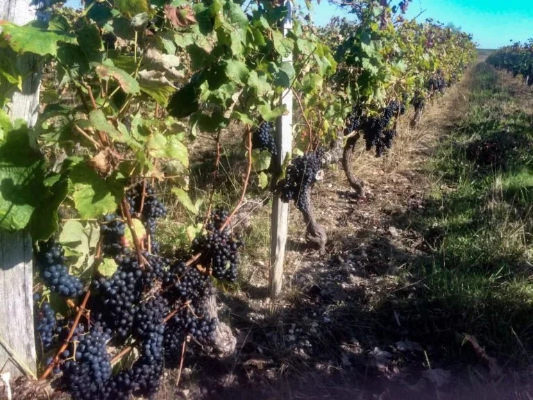 France_Bordeaux_Medoc_Pirouette_vinyeards.jpg