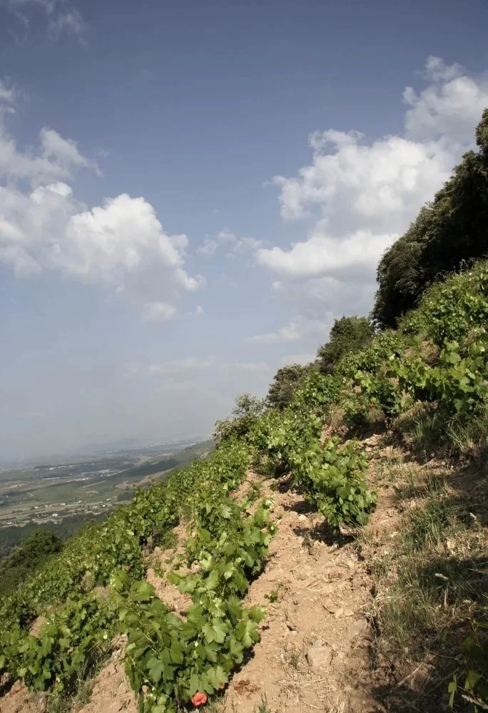 Spain_Bierzo_Decendientes de J. Palacios_vineyards_labuenavida.be.jpg