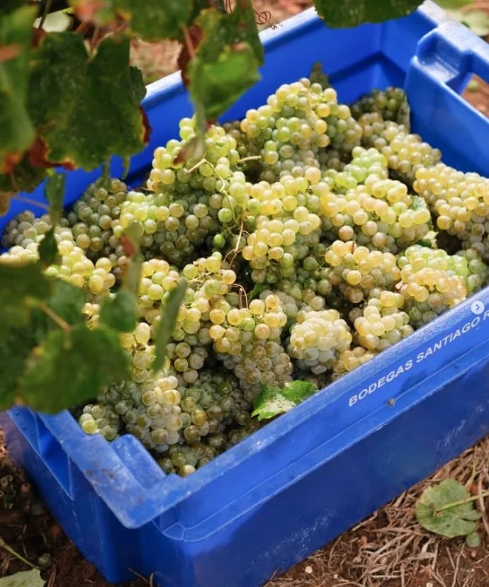 Spain_Rias Baixas_Santiago Ruiz_Albarino.jpg