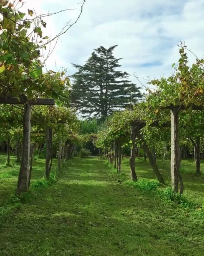 Spain_Rias Baixas_Santiago Ruiz_vineyards.jpg