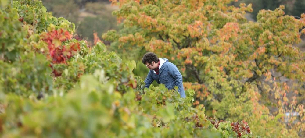 Spain_Bierzo_Decendientes de J. Palacios_vineyards_v3.jpg