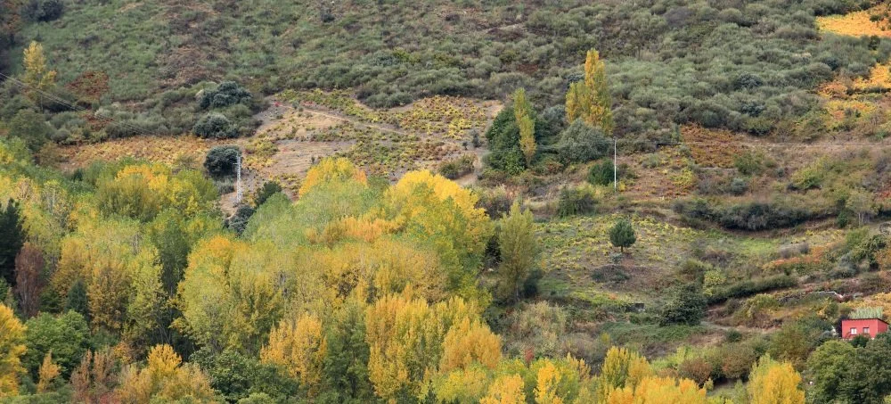 Spain_Bierzo_Decendientes de J. Palacios_vineyards.jpg