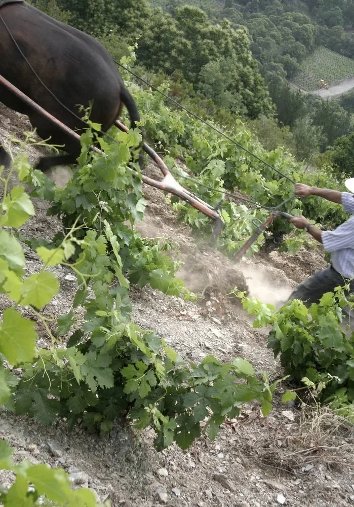 Spain_Bierzo_Decendientes de J. Palacios_vineyards_v2_labuenavida.be.jpg