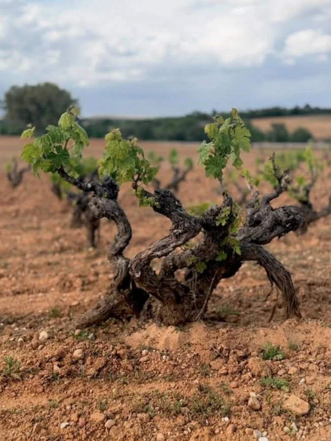 Spain_Ribera del Duero_Coto de Caleruega_Tempranillo vine.jpg