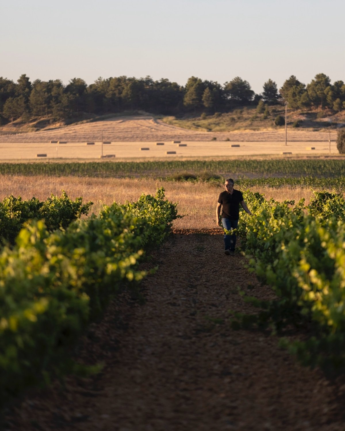 Spain_Ribera del Duero_Coto de Caleruega_vineyards.jpg