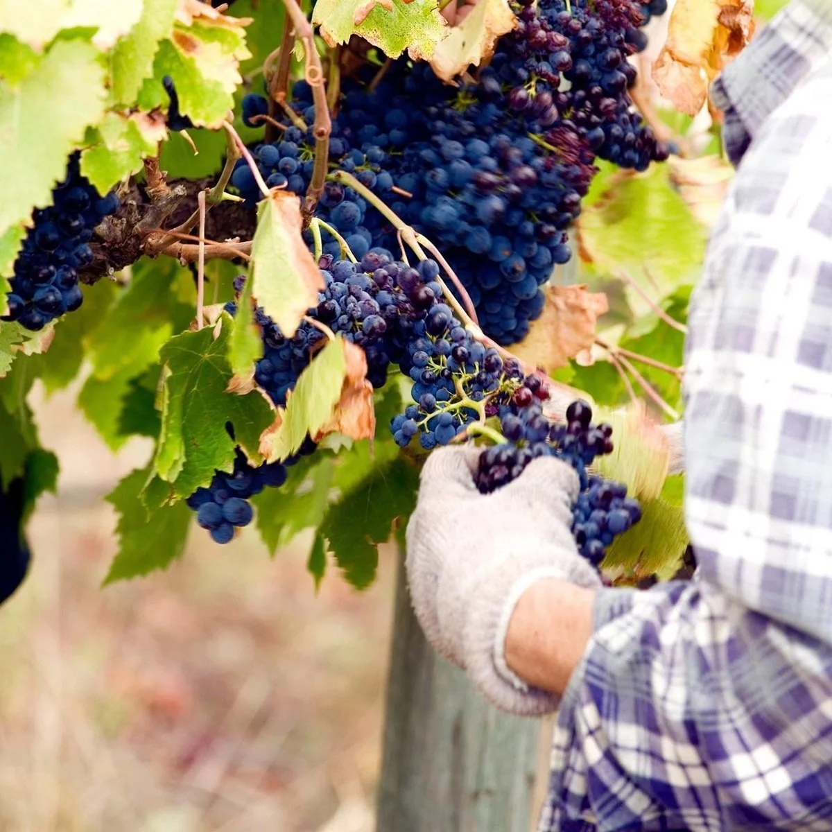 Australia_Adelaide Hills_Nova Vita_harvest_v2.jpg