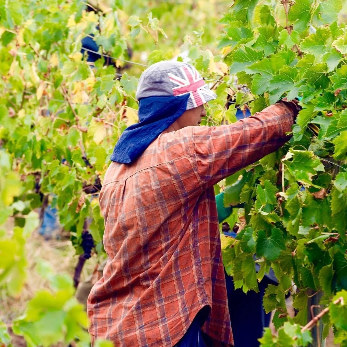 Australia_Adelaide Hills_Nova Vita_harvest.jpg