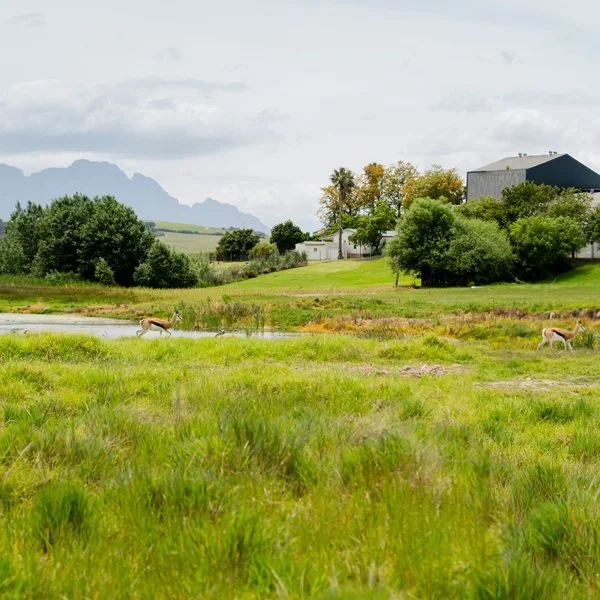 South Africa_Stellenbosch_Mulderbosch_estate.jpg