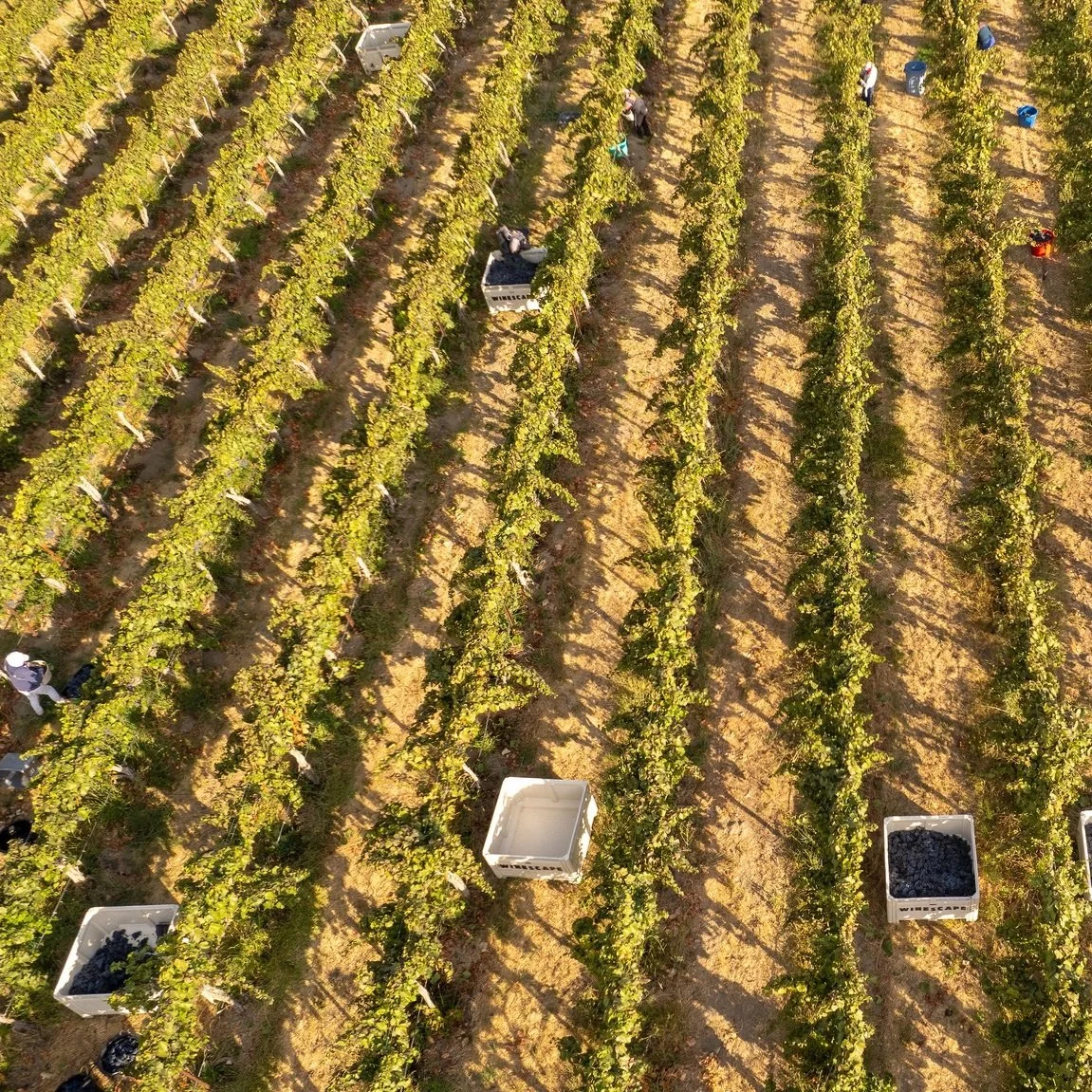 Washington_Red Mountain_Kiona_harvest_Lemberger_2022.jpg
