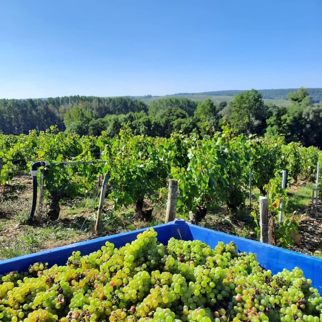 France_Chablis_Michel Laroche et ses enfants_vineyards.jpg