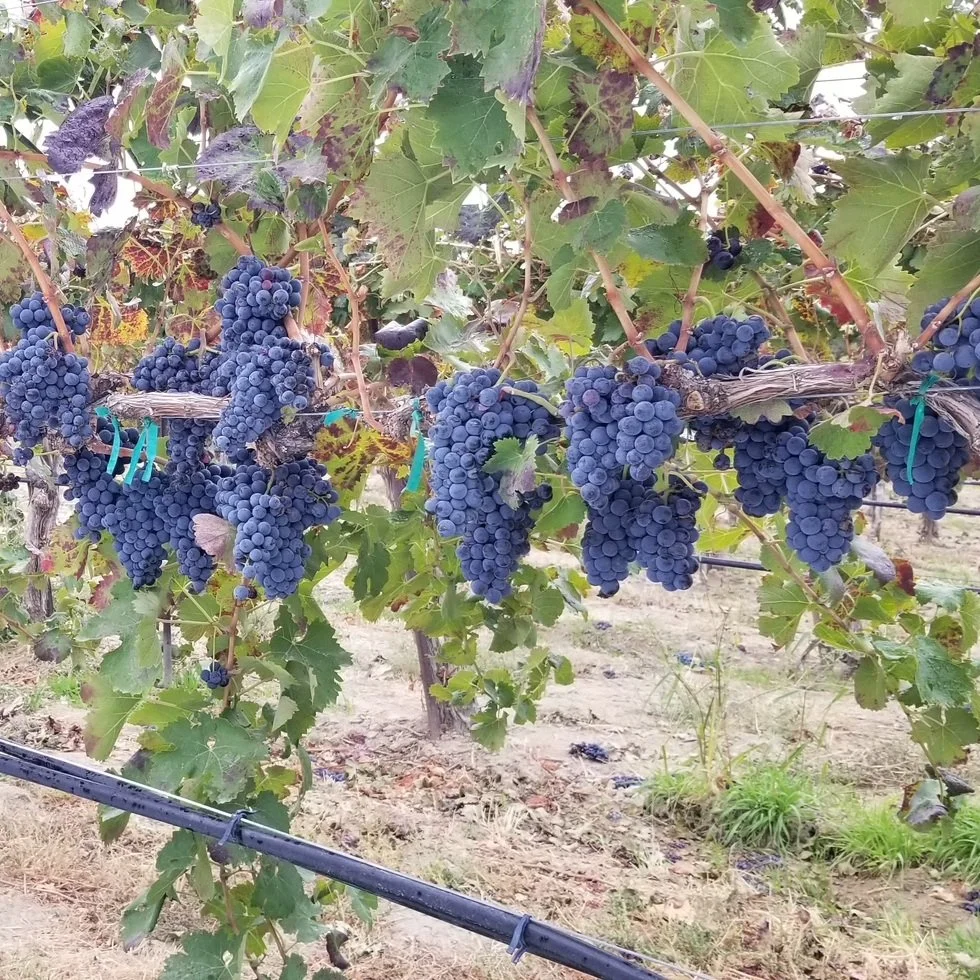 Bartholomew_Carmenere_Red Mountain_square.jpg