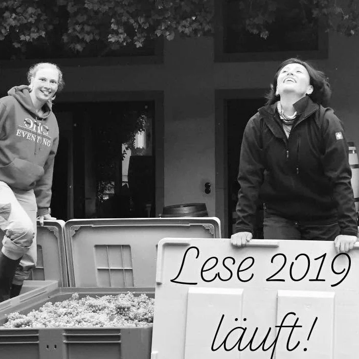 Germany_Pfalz_Friedrich Becker_harvest 2019_v2.jpg