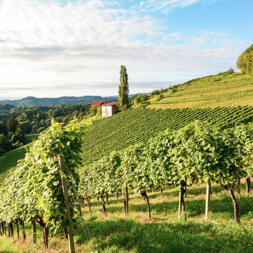France_Rhone_Lavau_vineyards_v2.jpg