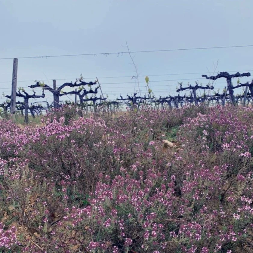France_Rhone_Lavau_Chateauneuf_May_spring.jpg