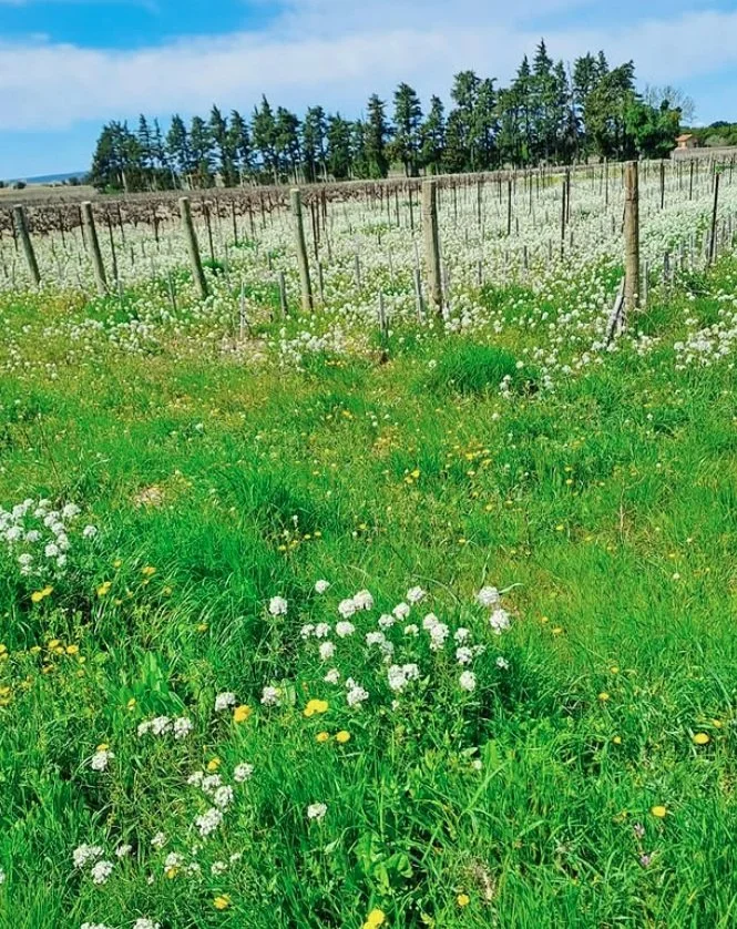 France_Rhone_Lavau_spring vineyards.jpg