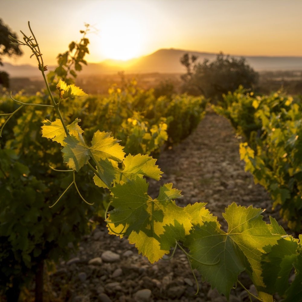 France_Southern Rhone_Gonnet_vineyards_square.jpg