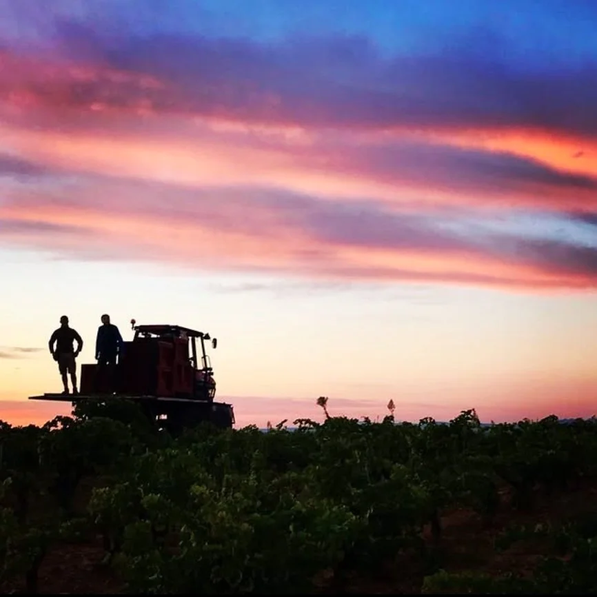 France_Southern Rhone_Gonnet_harvest.jpg