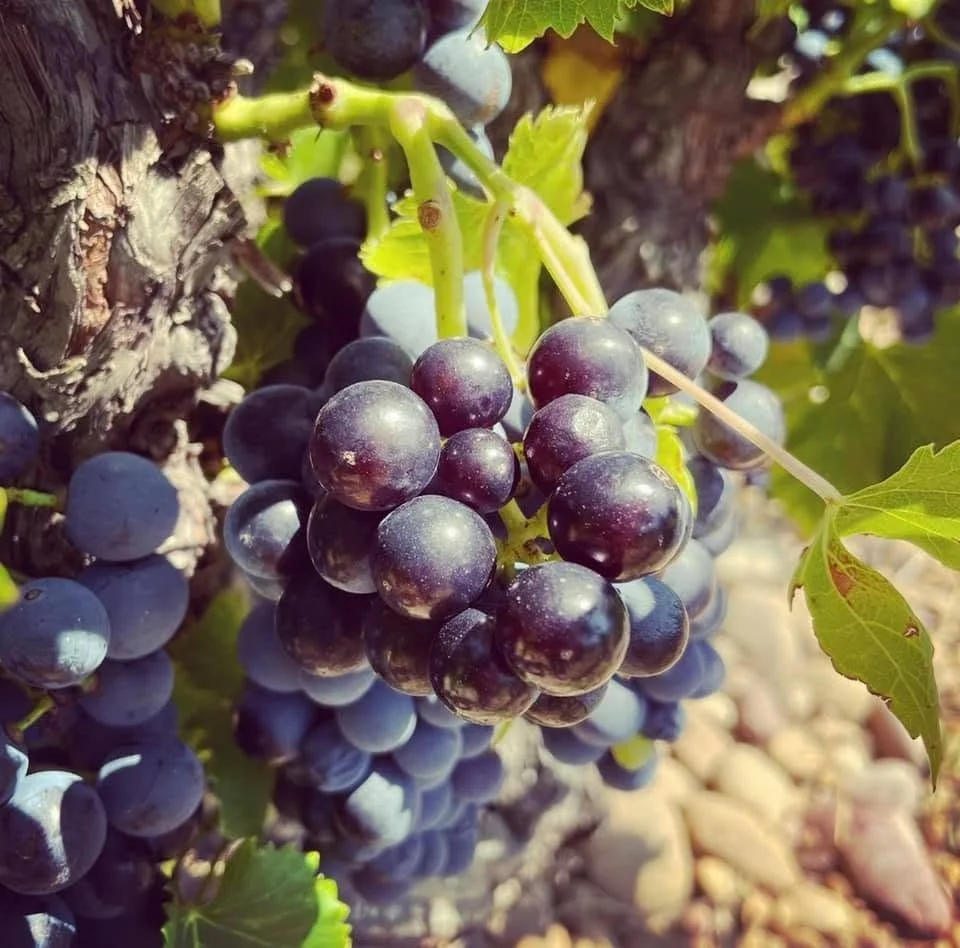 France_Southern Rhone_Gonnet_harvest 2021.jpg