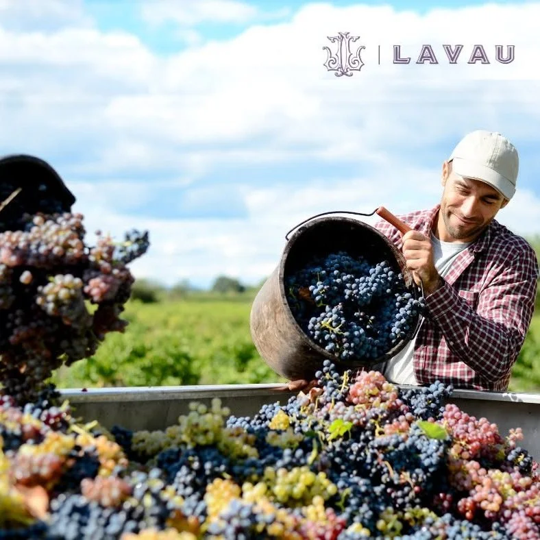 France_Rhone_Lavau_harvest_square.jpg