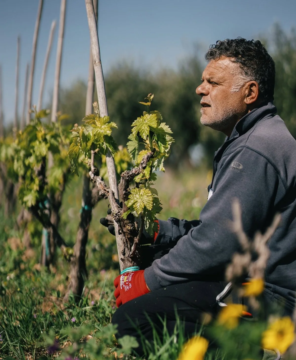 Italy_Sicily_Gulfi_spring vineyards_May.jpg