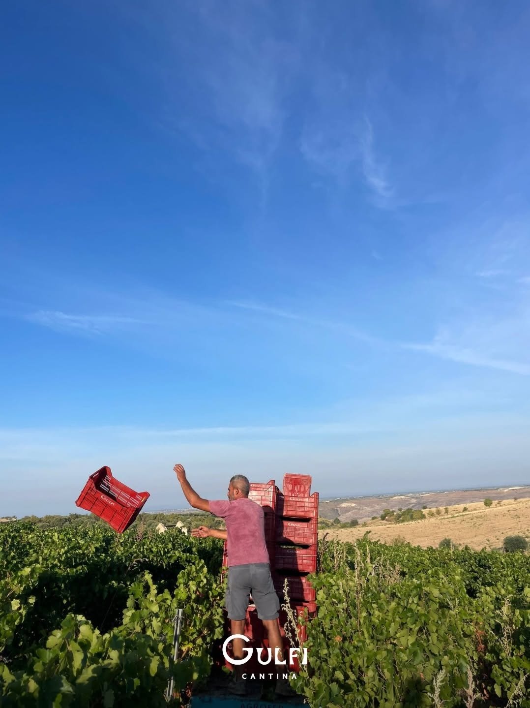 Italy_Sicily_Gulfi_harvest.jpg