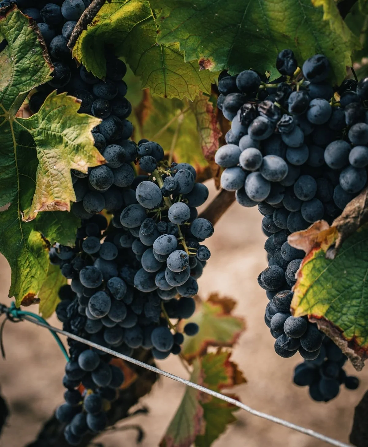 Italy_Sicily_Gulfi_Nero D'Avola.jpg