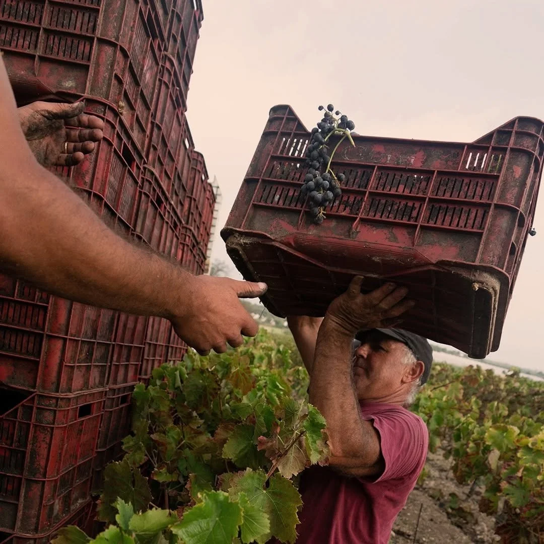Italy_Sicily_Gulfi_harvest_v2.jpg